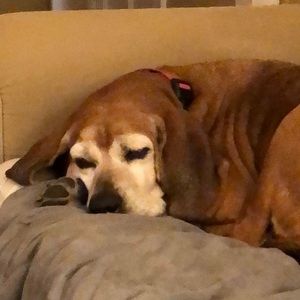 Meet your Posher, Anne